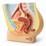 Female Reproductive System (Pelvic Anatomy) Model